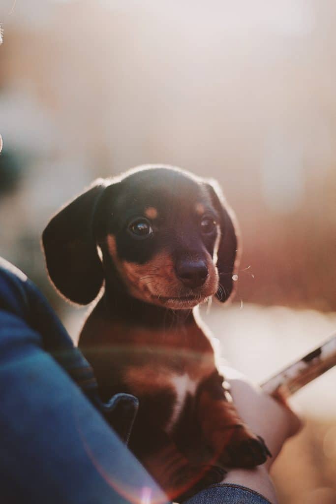 Baby dachshund puppy black cute