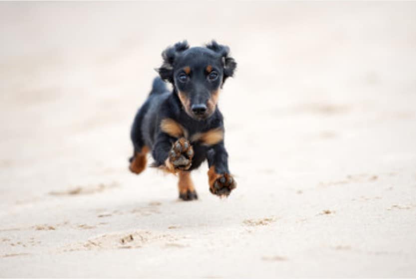 dachshund cute puppy long hair running