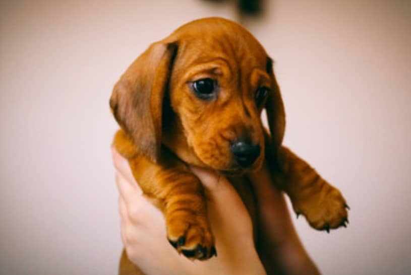 Dachshund puppy red smooth