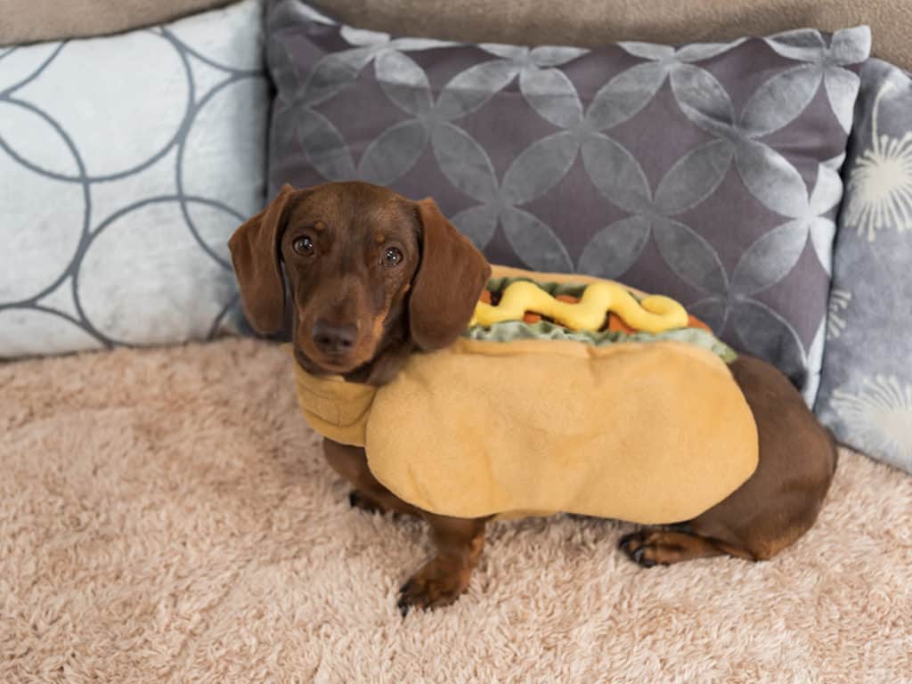 dachshund hot dog coat