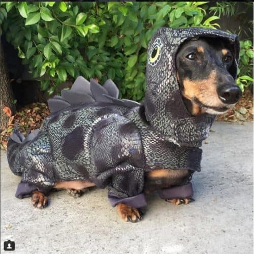dachshund dinosaur costume dachshund-central