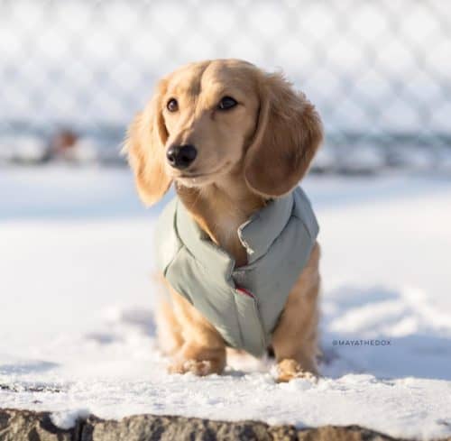 Dachshund Dog Coat Light Blue Dachshund Central