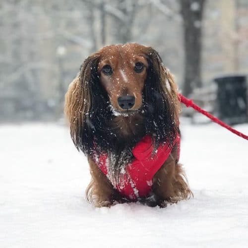 dachshund dog coat red snow dachshund-central