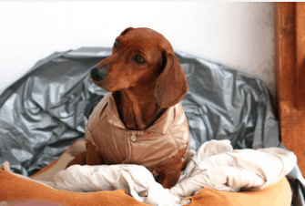 wiener dog jackets