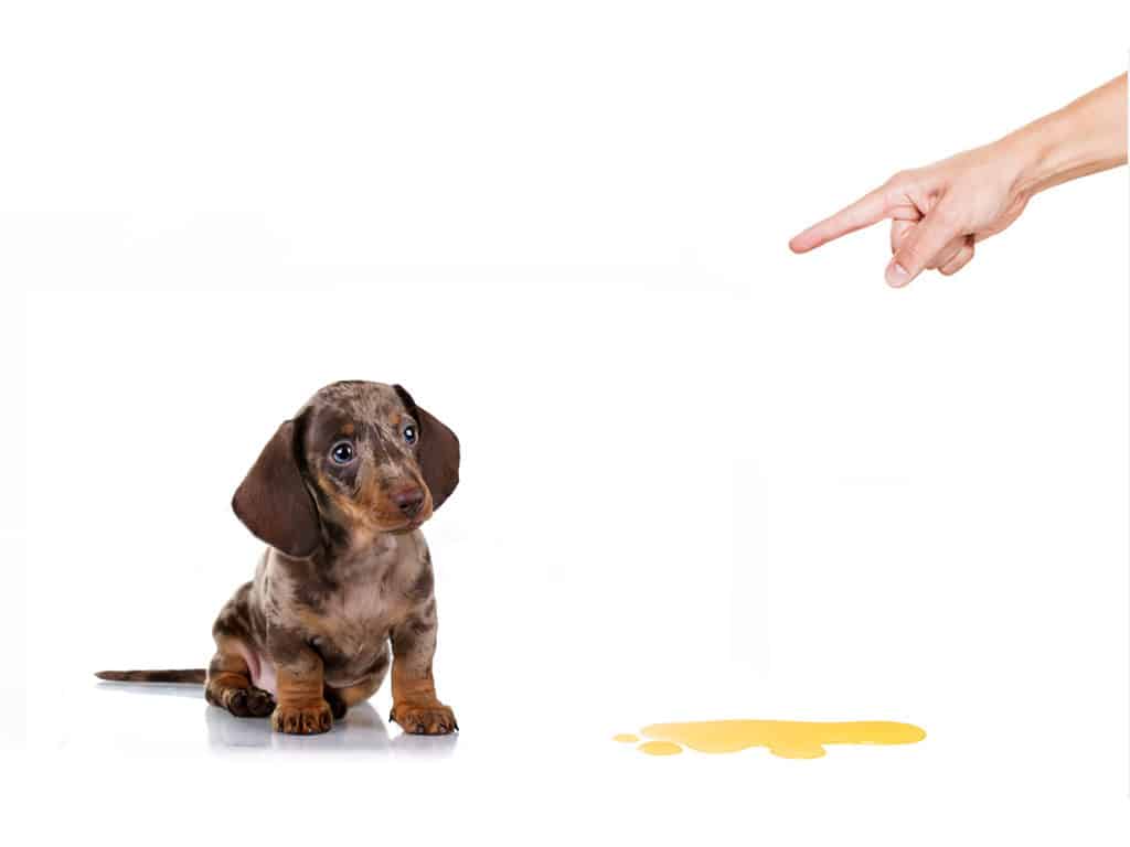 dachshund potty train puppy