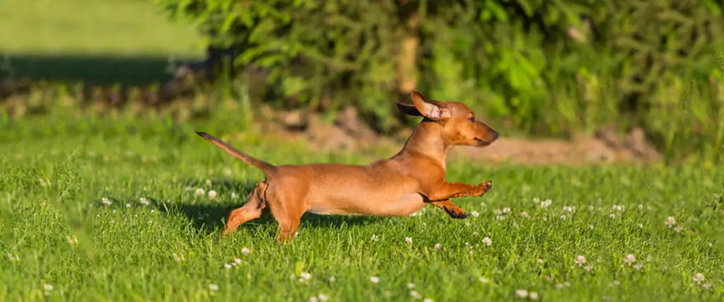 dachshund puppy cute red tan smooth running