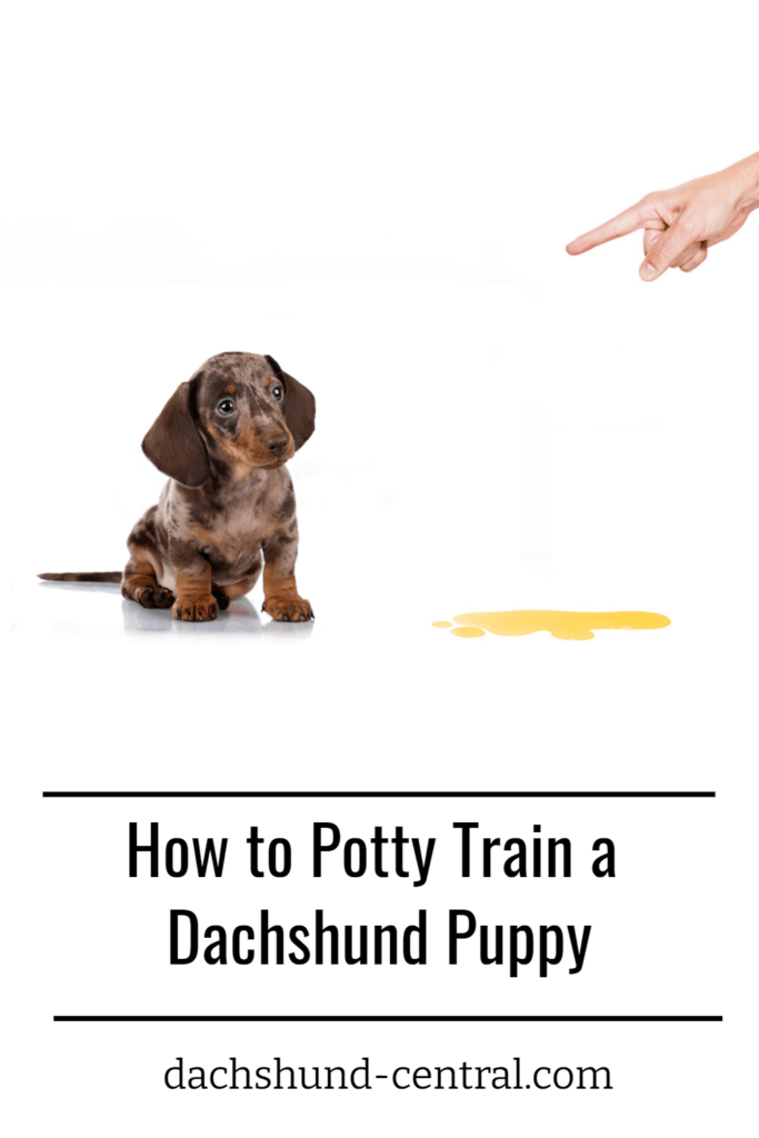 How to Potty Train a Dachshund Puppy dachshundcentral