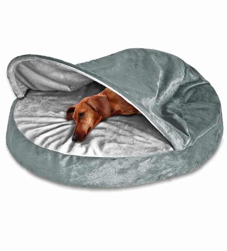 Why Do Dachshunds Burrow Under Blankets? dachshundcentral