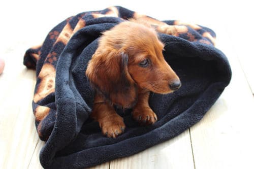 dachshund burrow bed