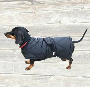 Dachshund clothes that actually fit! - dachshund-central
