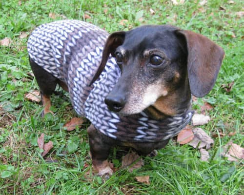Dachshund clothes that actually fit! | dachshund-central