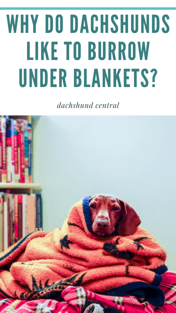 Why Do Dachshunds Burrow Under Blankets? dachshundcentral