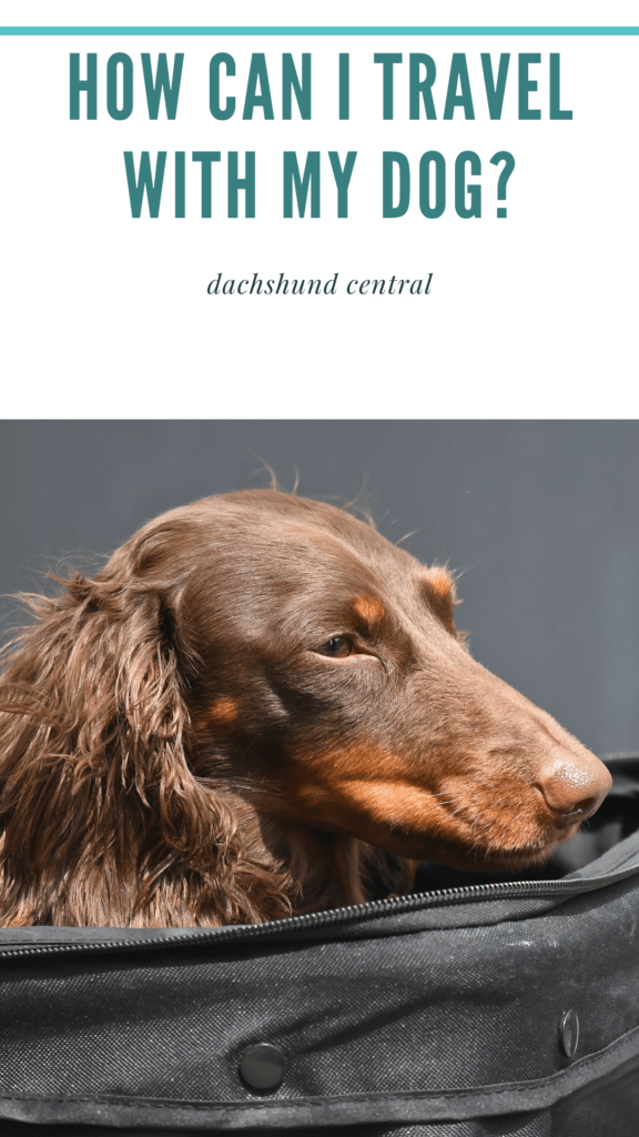 How can I travel with my dachshund? - dachshund-central