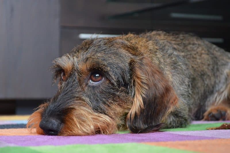 Wired haired dachshund - bored dachshund