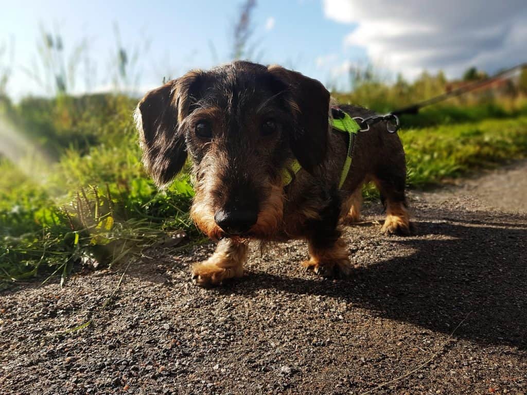 Hiking and Camping with a Dachshund