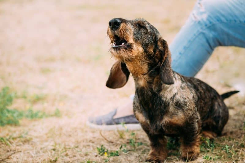 Dachshund barking dog barking