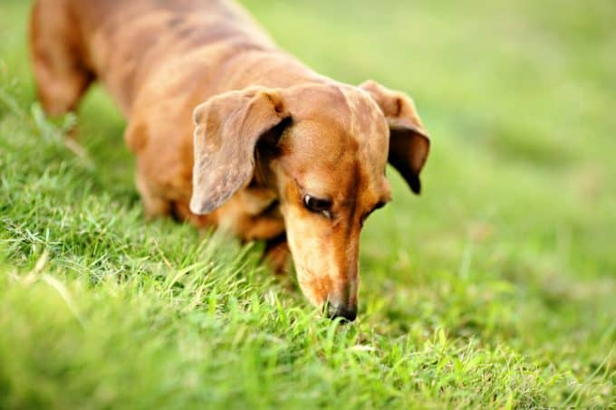 Why do dogs eat grass and weeds