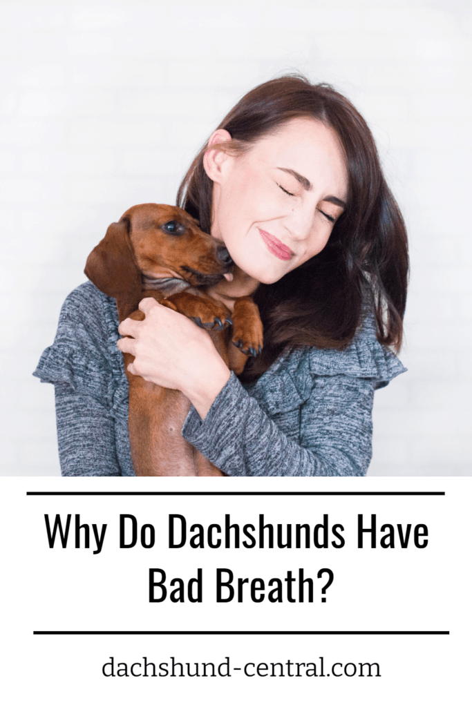 Why Do Dachshunds Have Bad Breaths? dachshundcentral