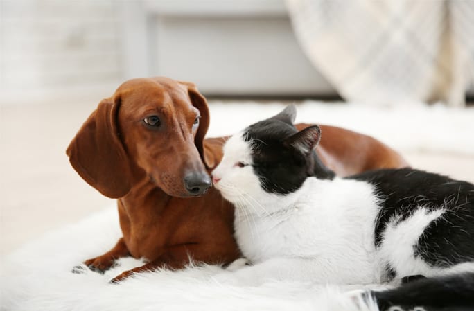 Are Dachshunds Good With Cats?