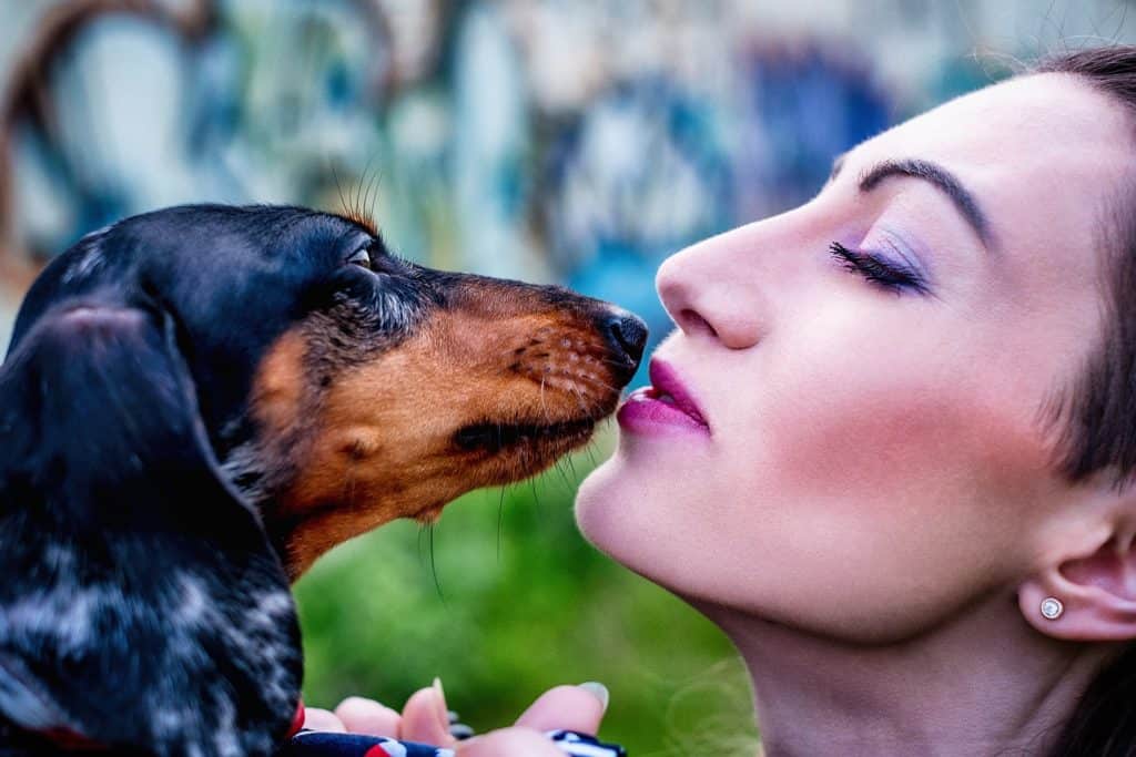 Dachshund dog bad breath