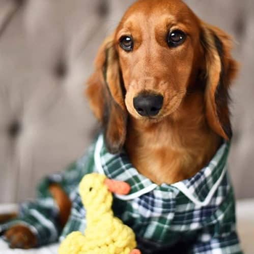 Dachshund Clothes That Actually Fit! - Dachshund-central