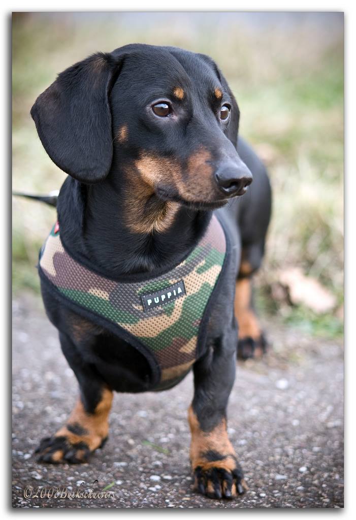 Dachshund Accessories for Dogs dachshundcentral