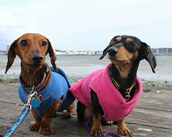 Dachshund clothes that actually fit! | dachshund-central
