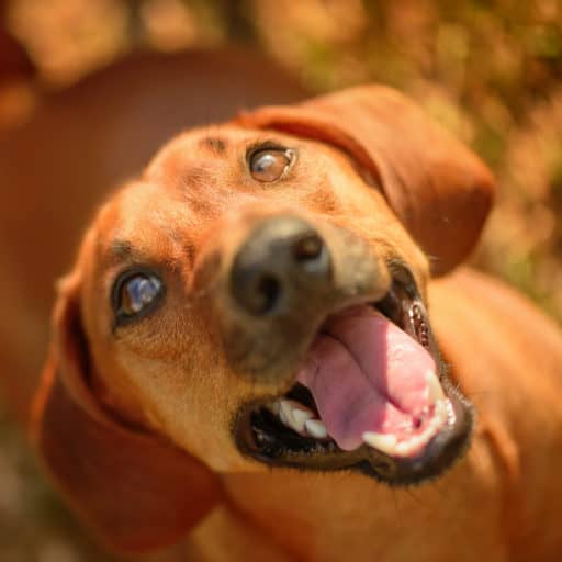 Are Dachshunds Prone to Developing Eye Problems