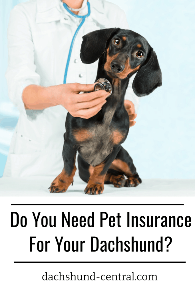 Do You Need Pet Insurance For Your Dachshund? - dachshund-central