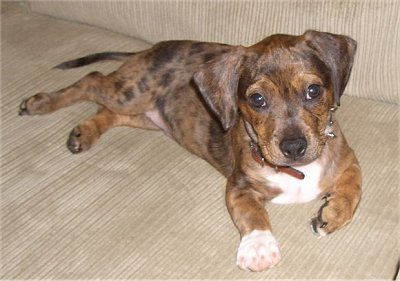 Dachshund x Boston Terrier = Bo-Dach