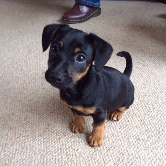 Dachshund x Black and Tan Jack Russell = Dach Russell