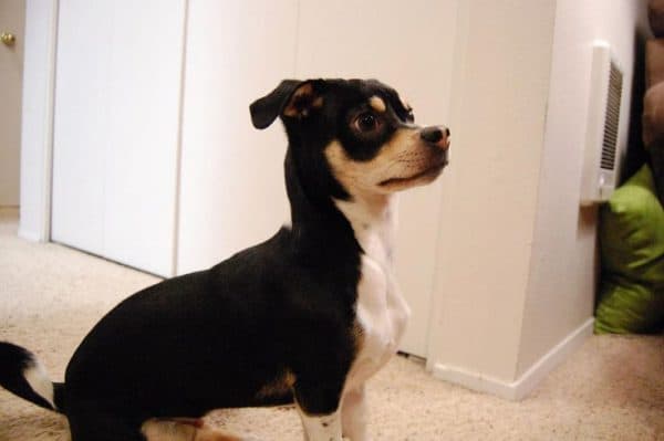 Dachshund x Chihuahua = Chiweenie