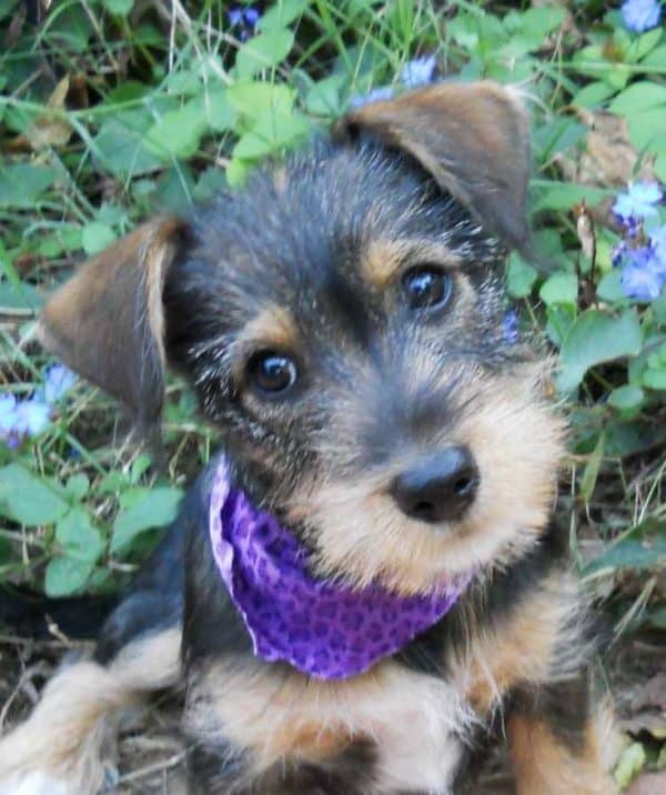 Dachshund x Miniature Schnauzer = Miniature Schnoxie