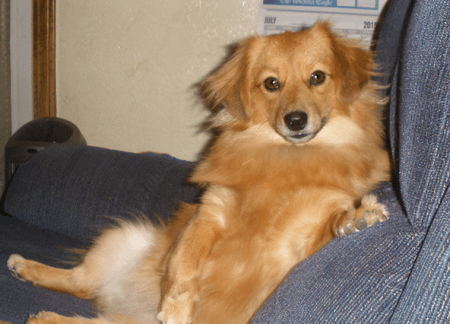 Dachshund x Pomeranian = Dameranian