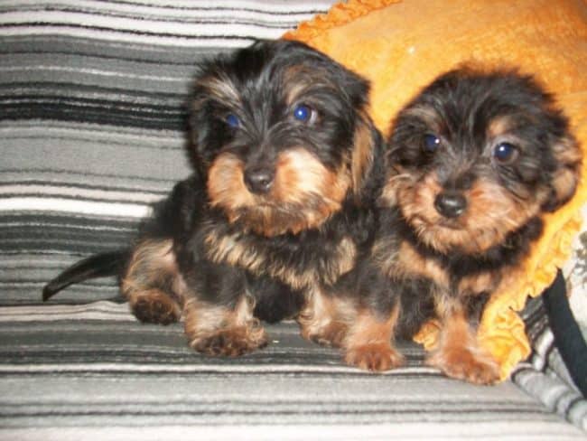 Dachshund x Yorkshire Terrier = Dorkie