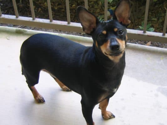 Dachshund x Miniature Pinscher = Doxie-Pin