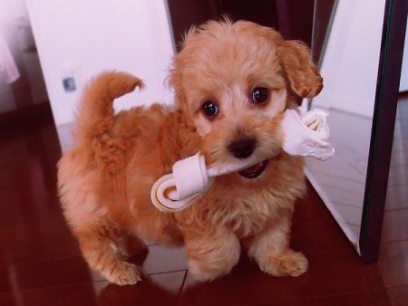 Poodle x Dachshund =Doxiepoo