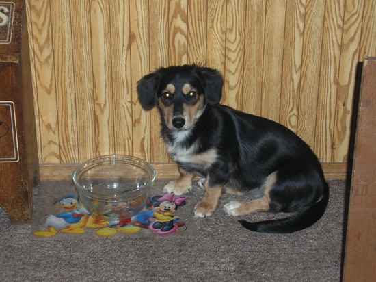 Dachshund x Siberian Husky = Dusky