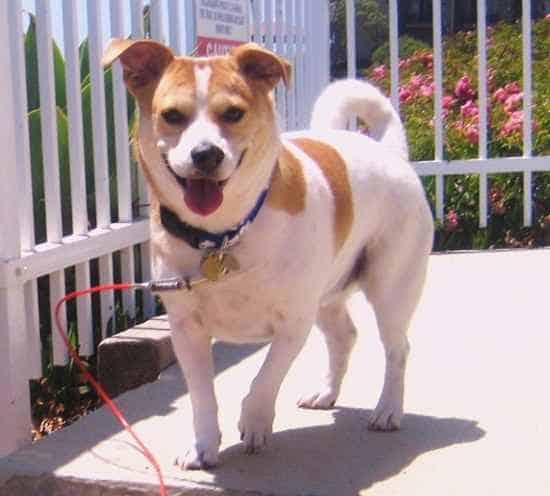 Shiba Inu x Dachshund = Shibadox