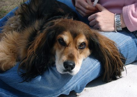 Cocker Spaniel x Dachshund = Spaniel Doxie