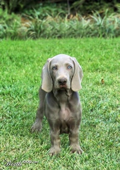 Weimaraner x Dachshund = Daimeraner