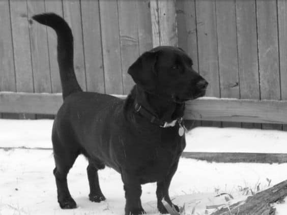 Dachshund Labrador mix