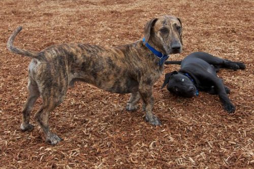 Great Dane - Dachshund = Great Dox