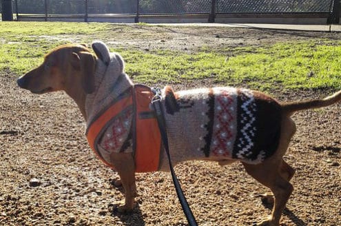 Dachshund clothes that actually fit! | dachshund-central