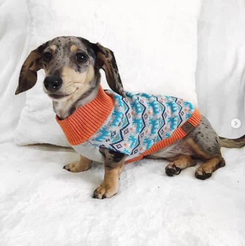 Dachshund Accessories for Dogs | dachshund-central