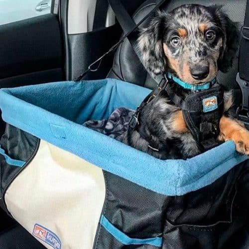 Kurgo Skybox Booster Seat for Dogs