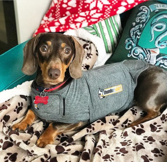 Dachshund Clothes That Actually Fit! | Dachshund-central