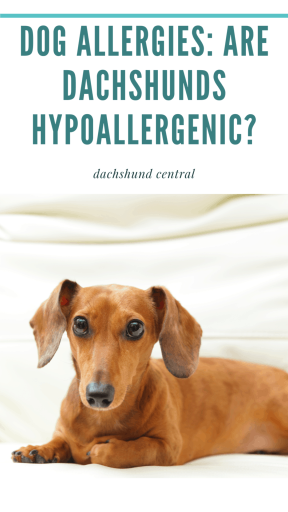 Are dachshunds hypoallergenic? - dachshund-central