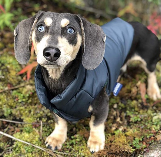 Dachshund clothes that actually fit! | dachshund-central