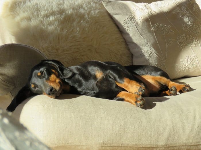 Dog allergies: Are dachshunds hypoallergenic?